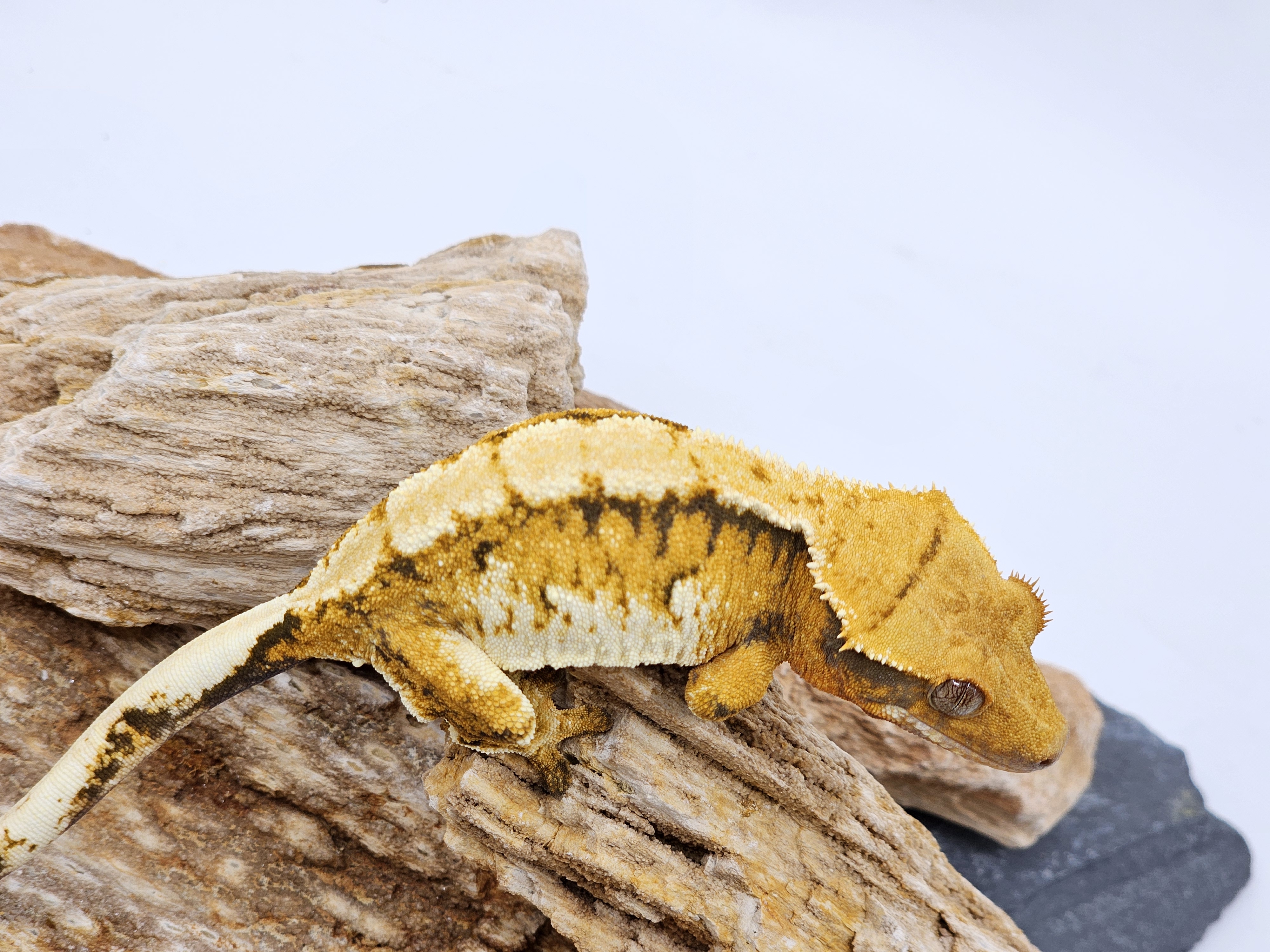 White Spot Tangerine White Tri