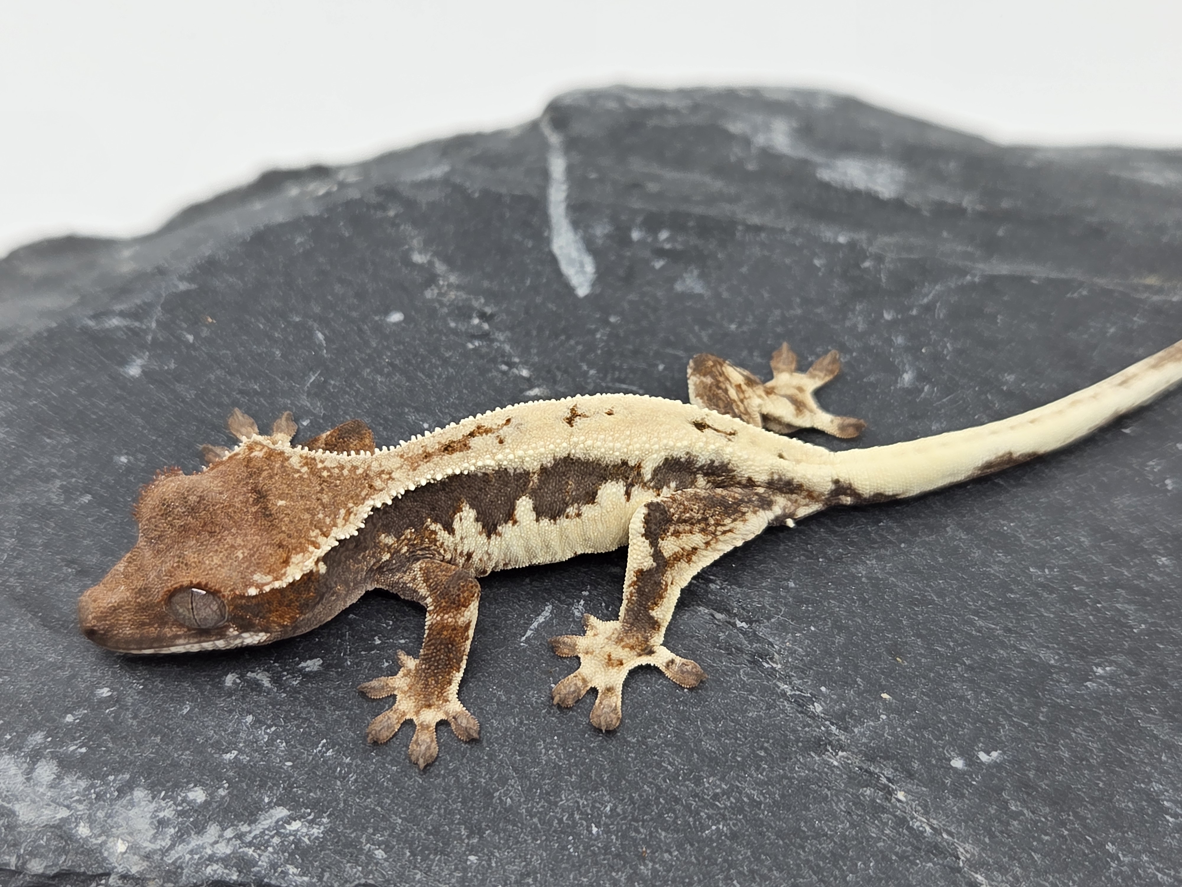 100% Het Axanthic LW Sable