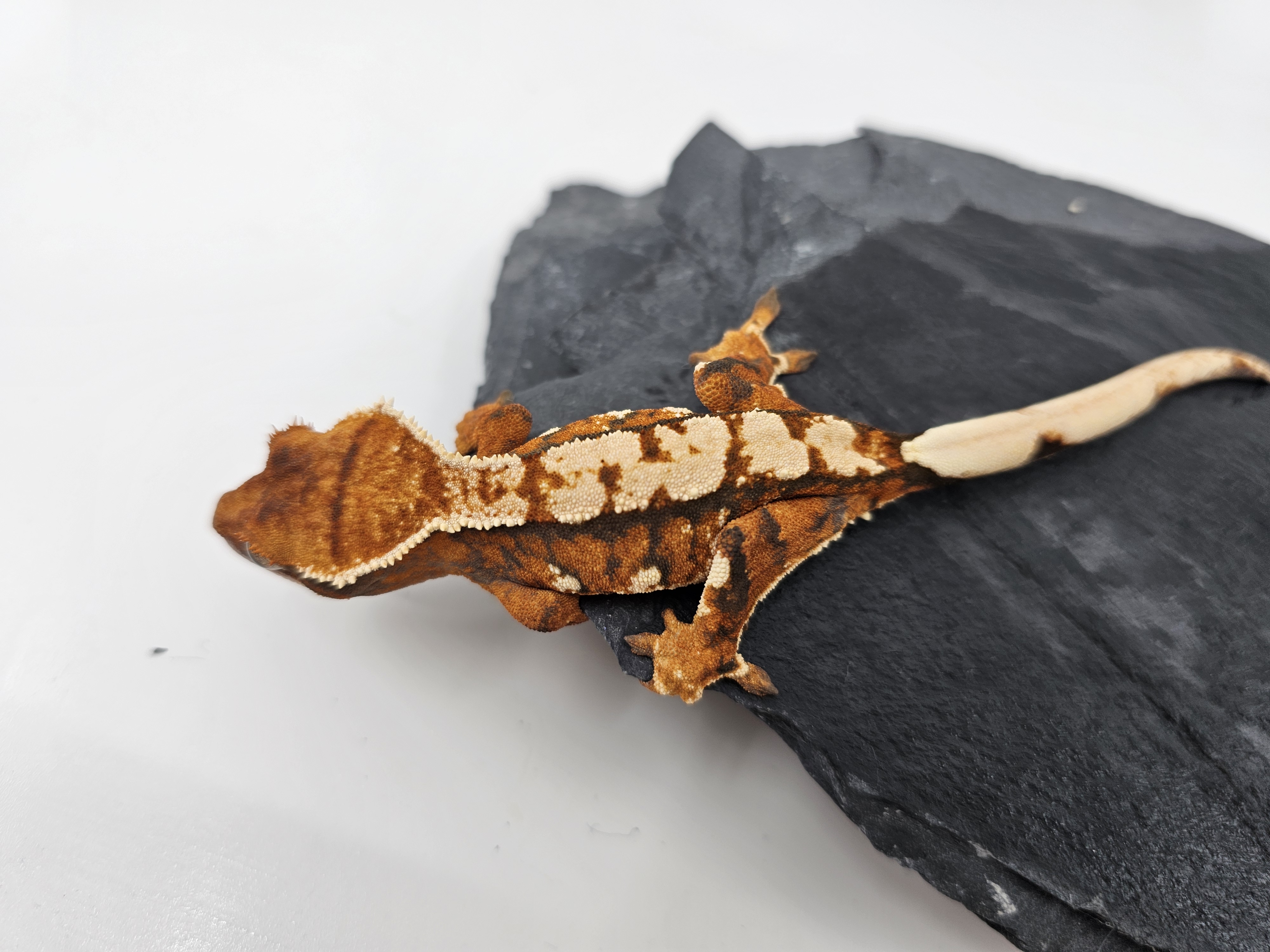 Tangerine White Barb Tri