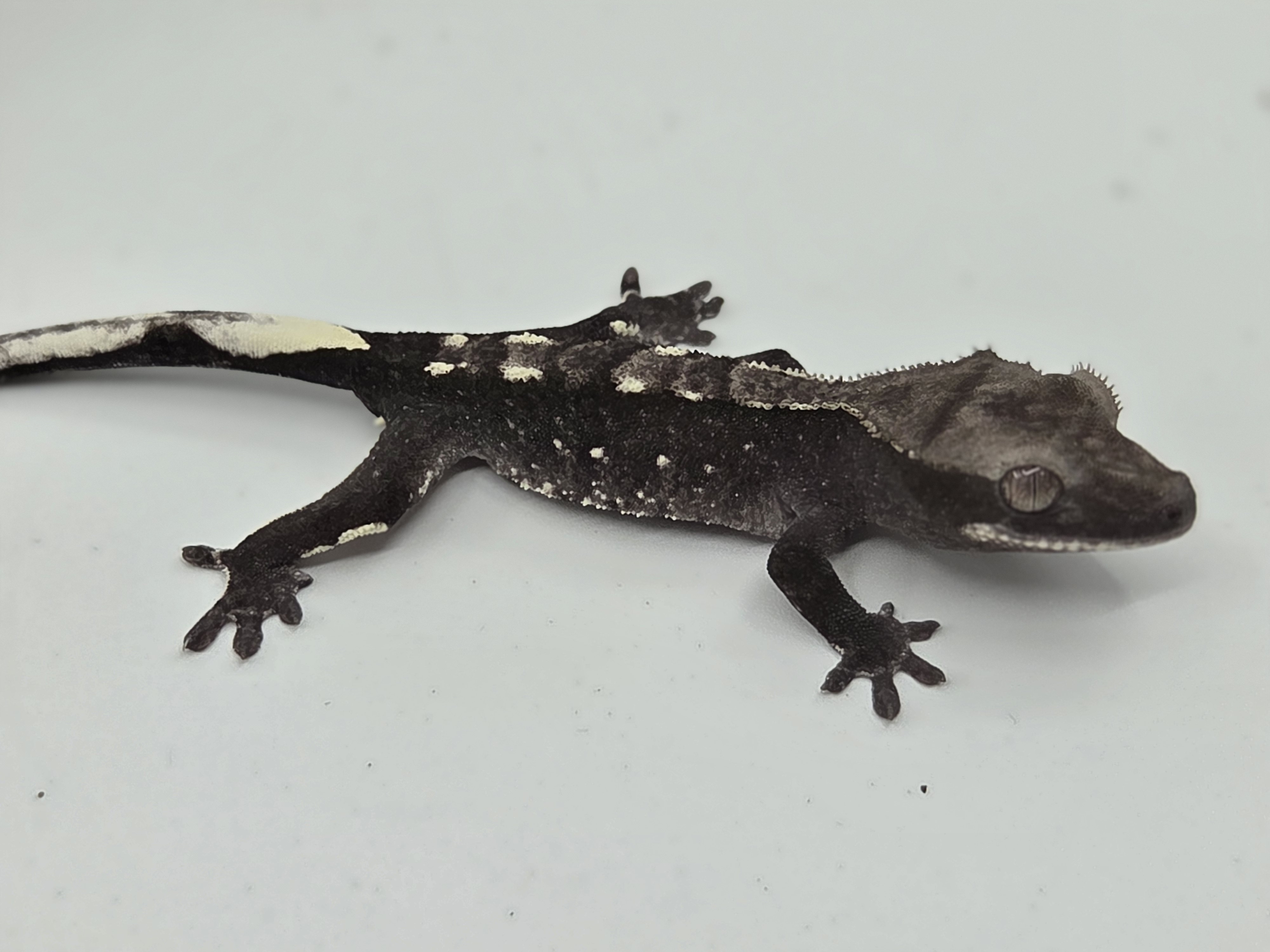 Axanthic White Porthole