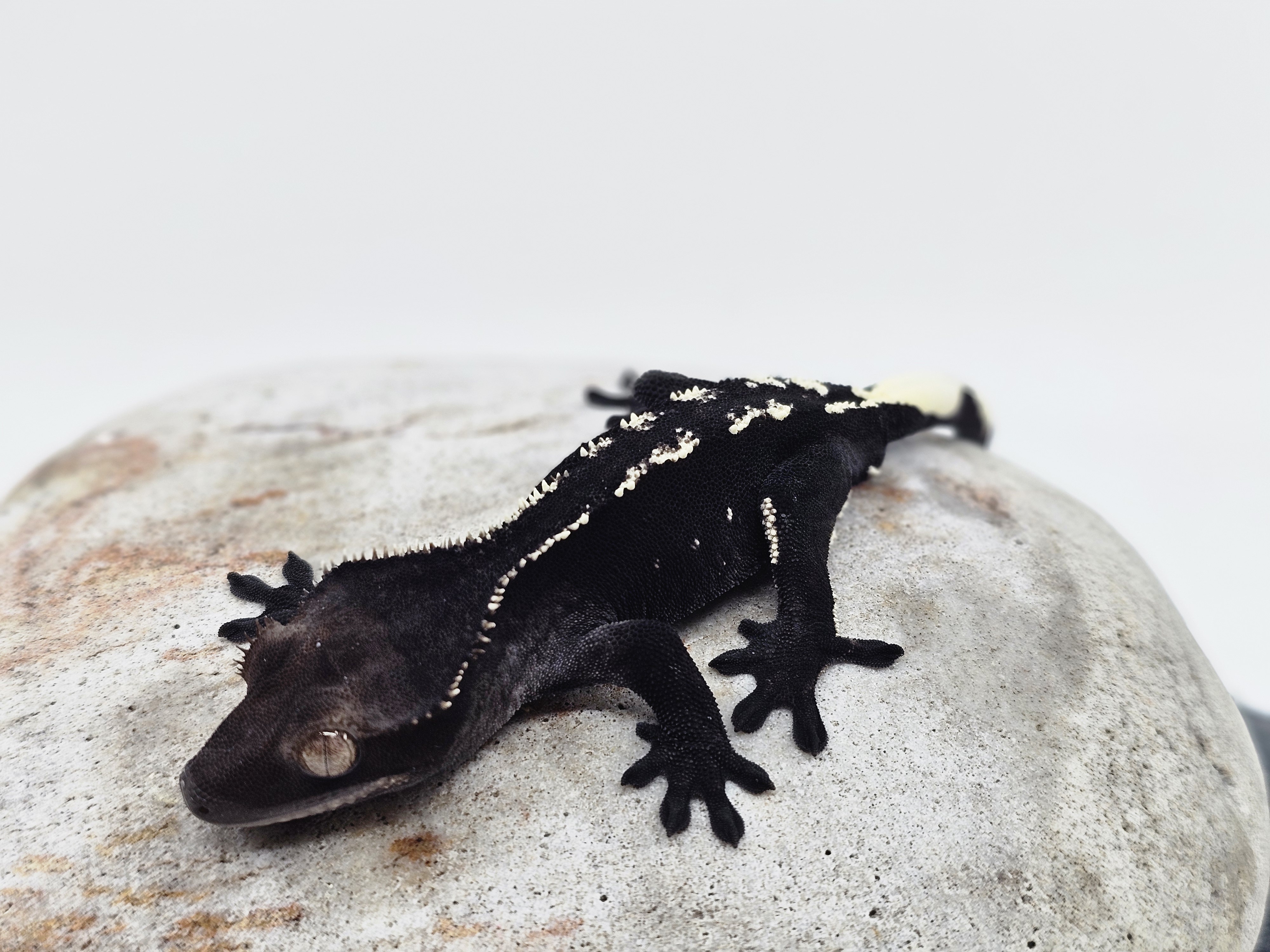 White Porthole Axanthic