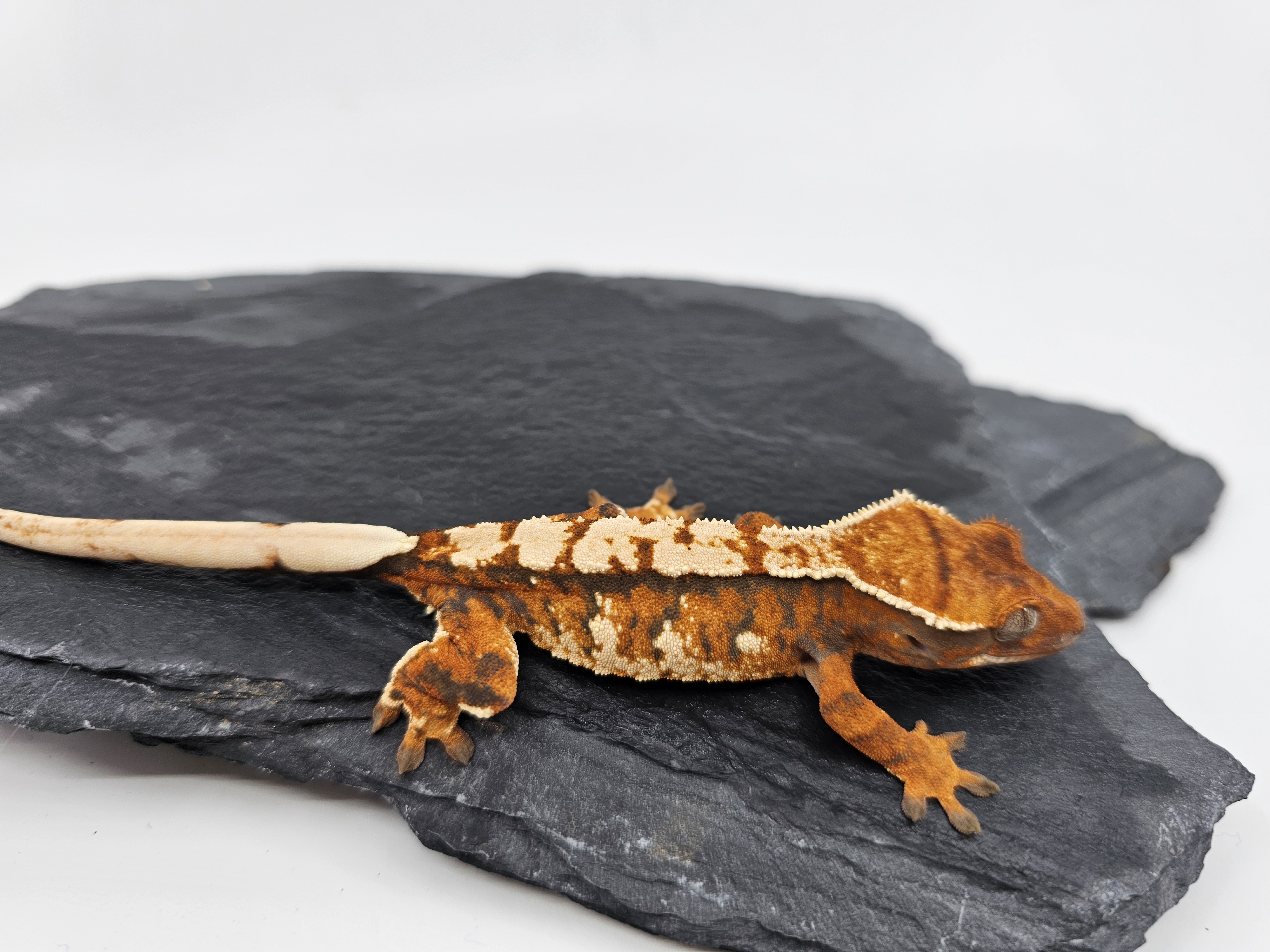 Tangerine White Barb Tri