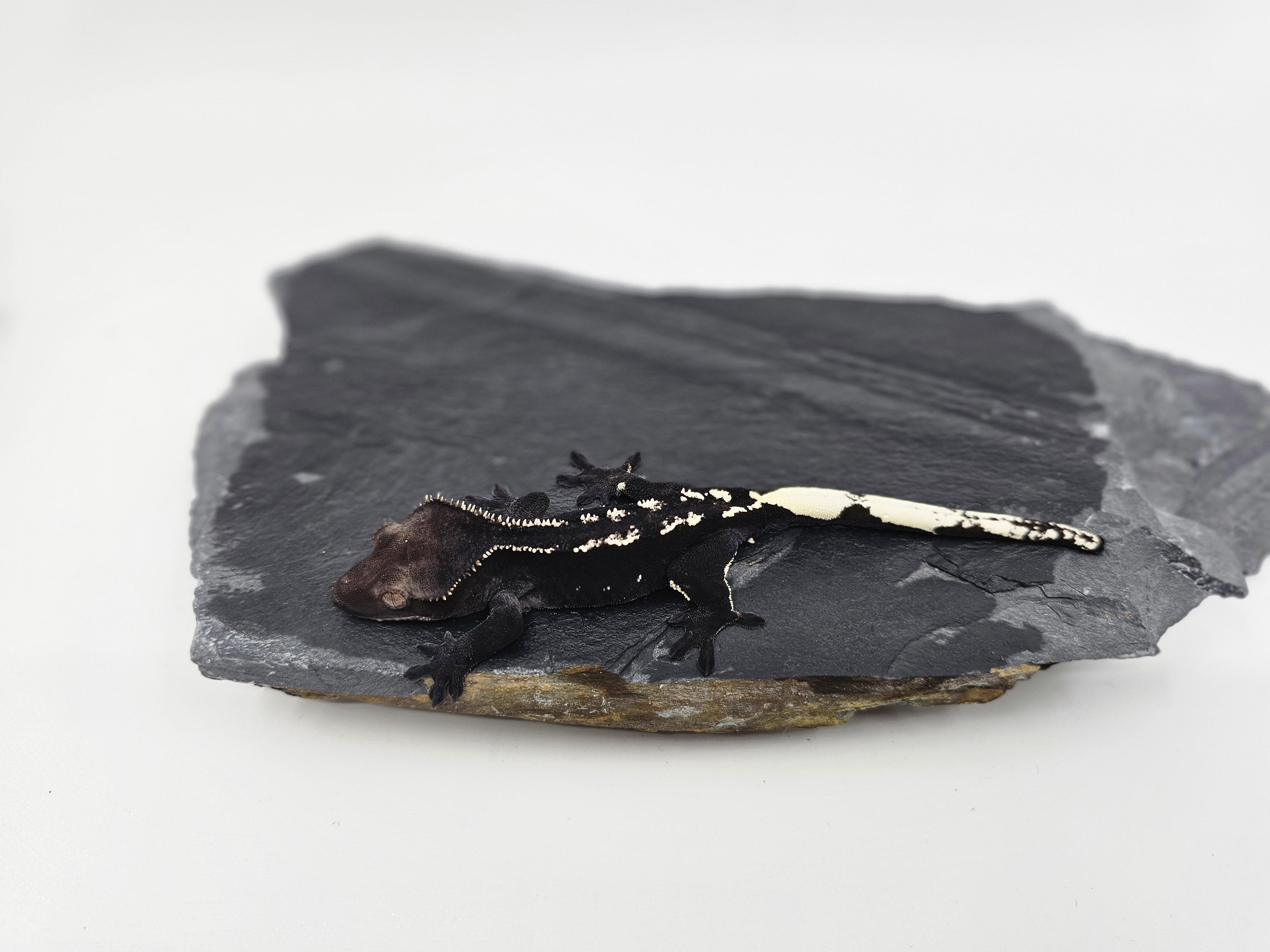 White Porthole Axanthic