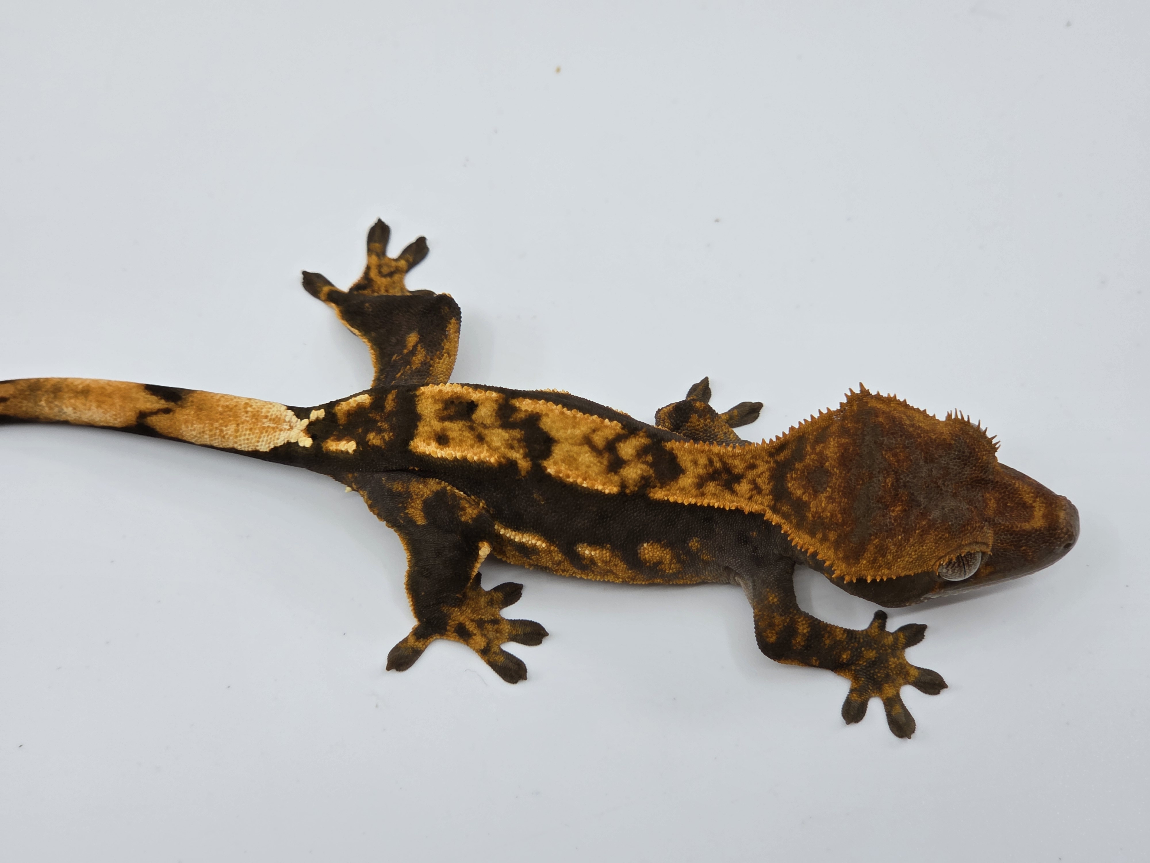 Sable 100% Het Axanthic