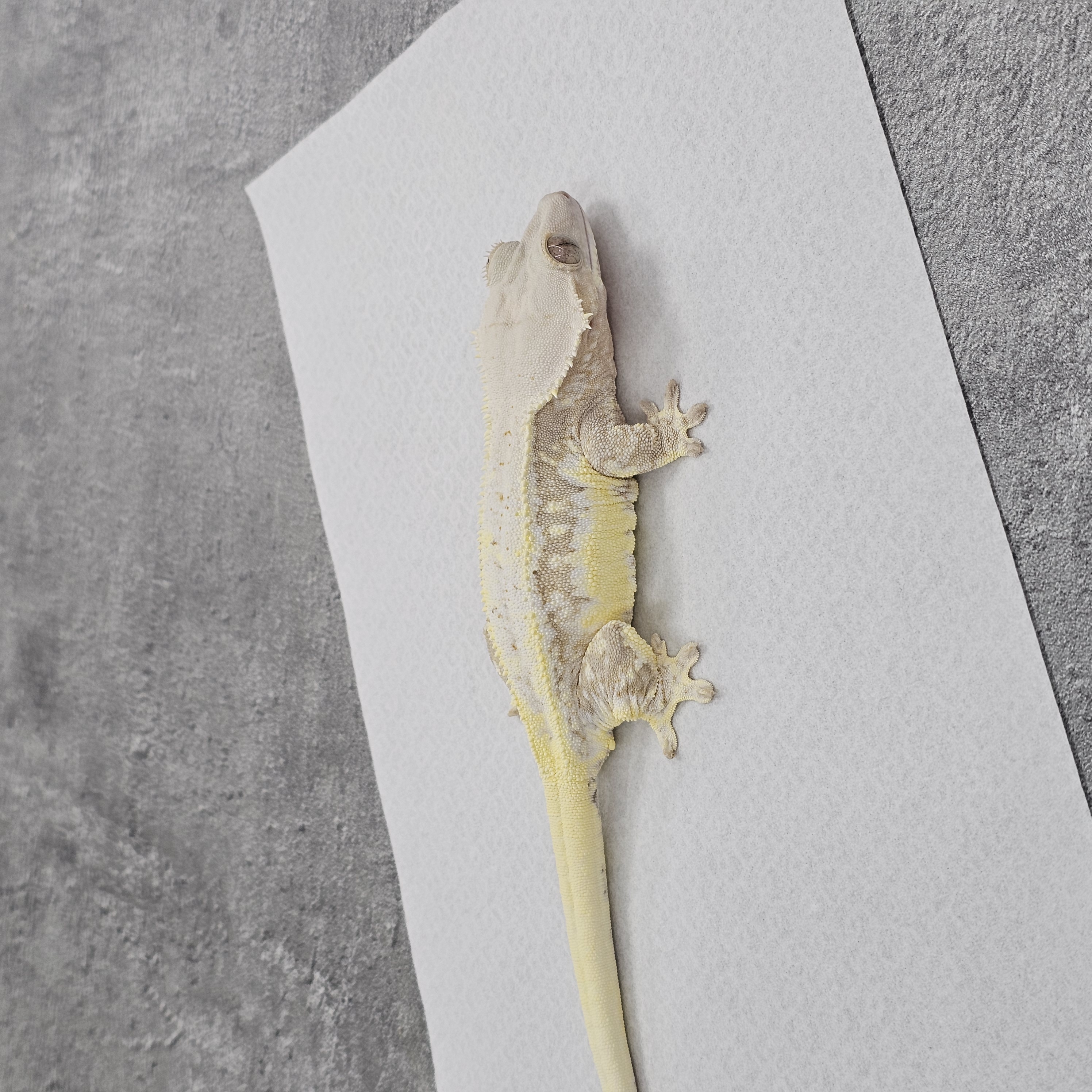 Yellow Lilly White Cream