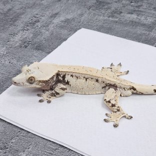 Normal Drippy White Spot