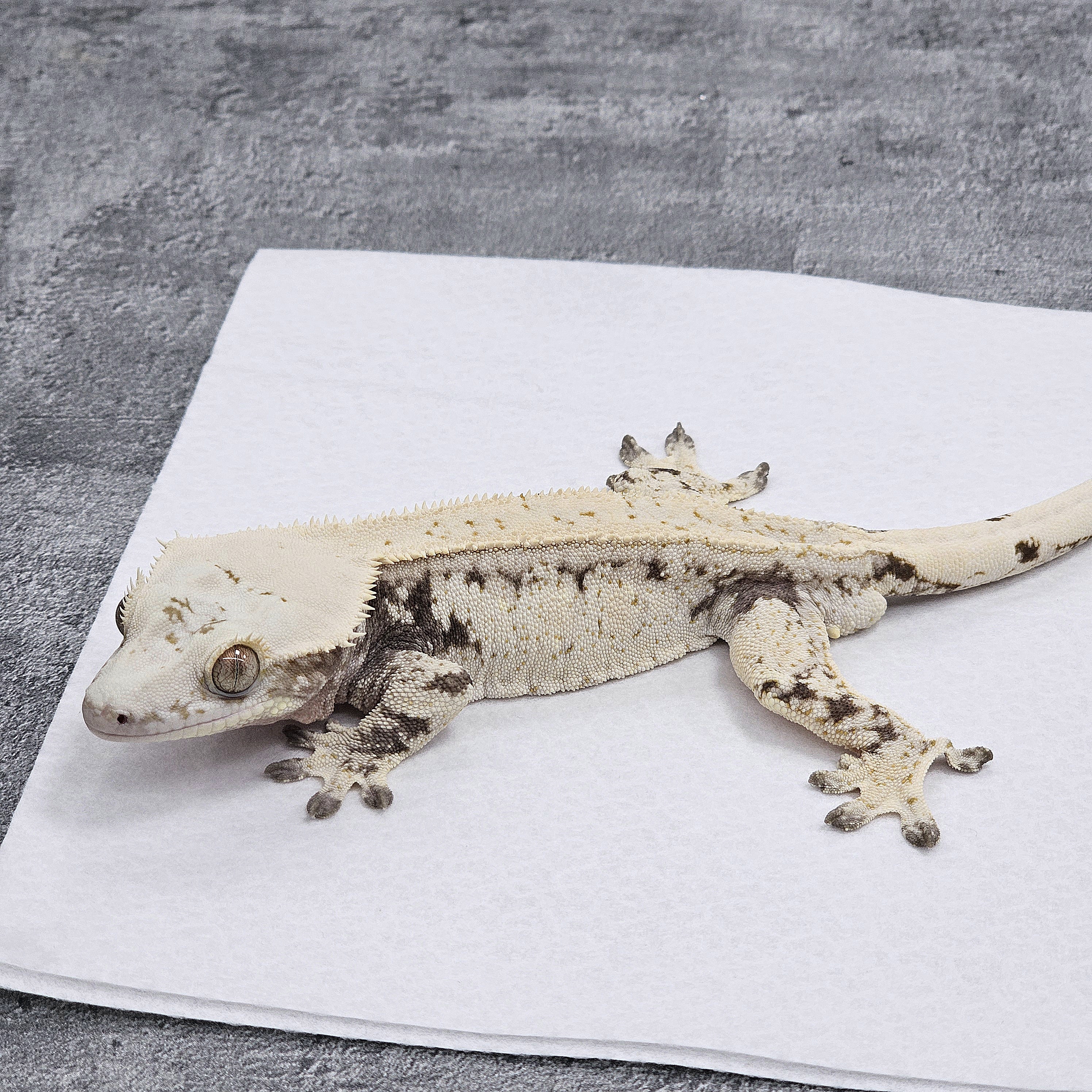 Normal Drippy White Spot