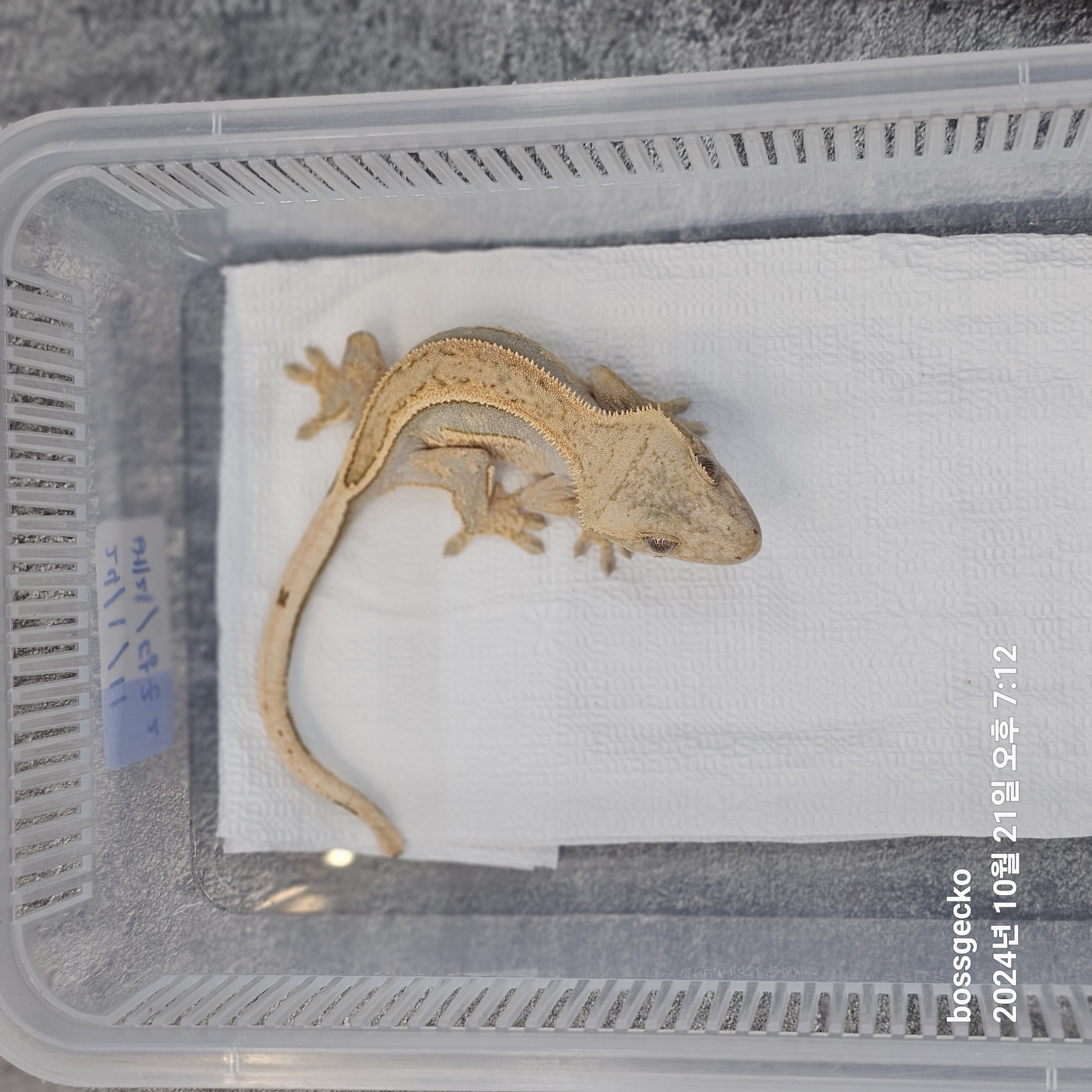 Full Pinstripe Quad Pinstripe