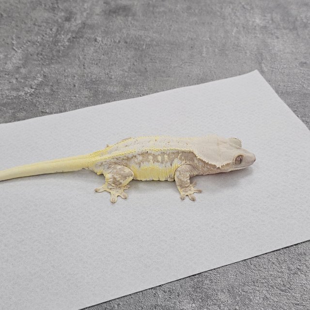 Yellow Lilly White Cream