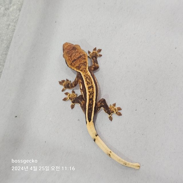 Empty Back Full Pinstripe Super Stripe Pinstripe Quad