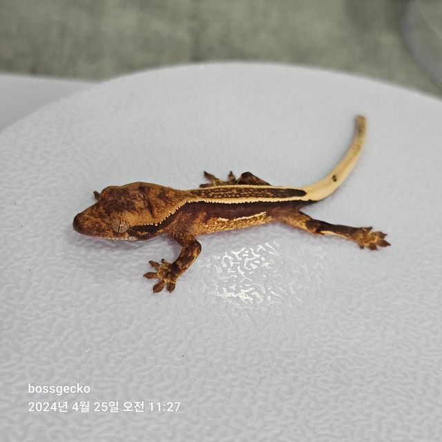 Full Pinstripe Empty Back Quad