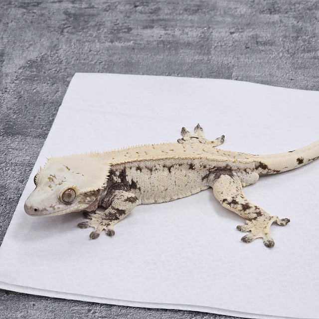 Normal Drippy White Spot