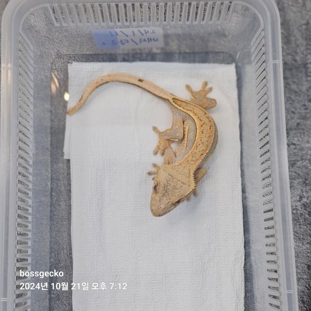 Full Pinstripe Quad Pinstripe