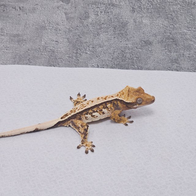 Normal Pinstripe Tri