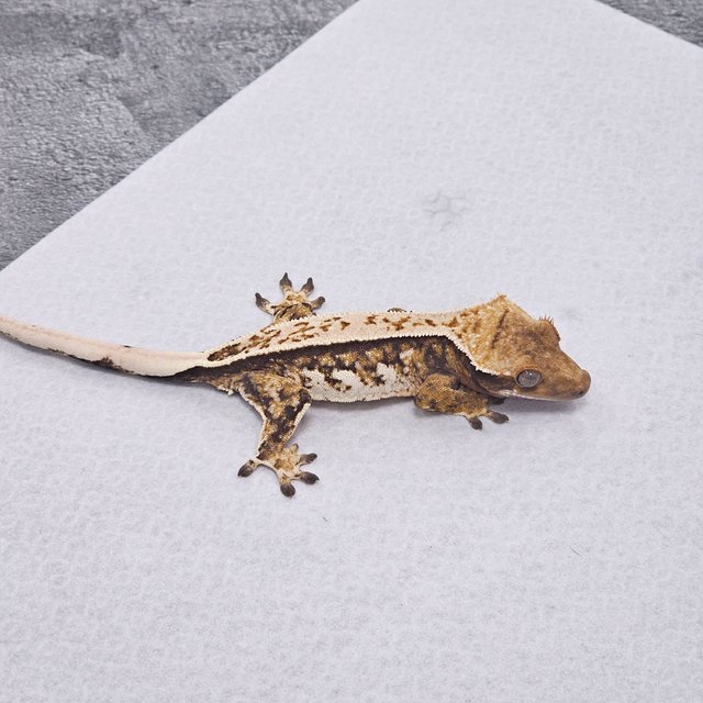 Normal Pinstripe Tri