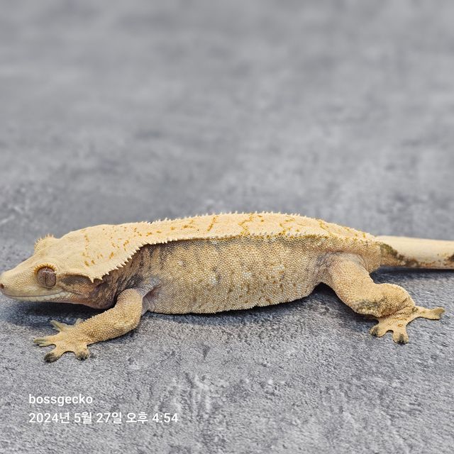 Normal White Spot Extreme Harlequin