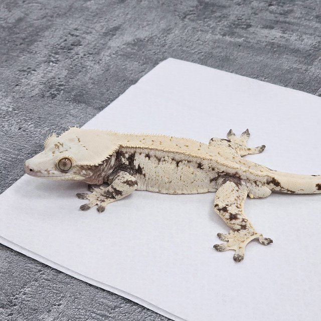 Normal Drippy White Spot