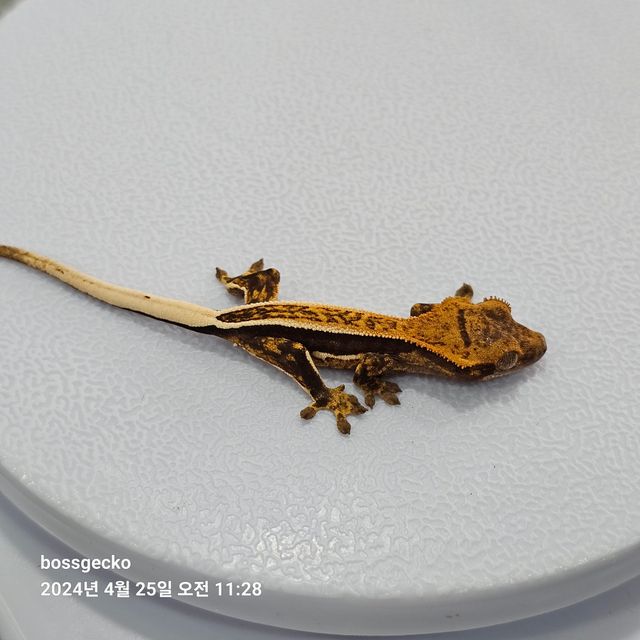 Quad Full Pinstripe Pinstripe