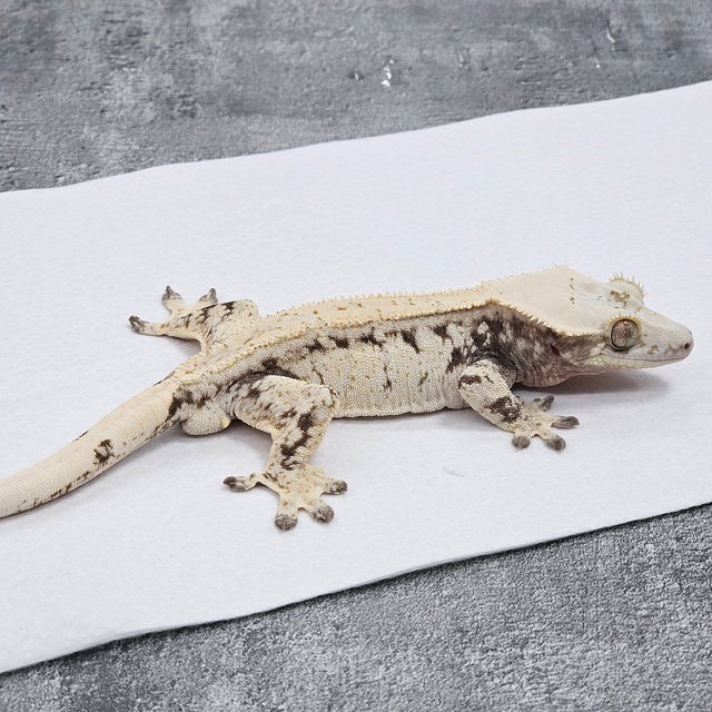 Normal Drippy White Spot