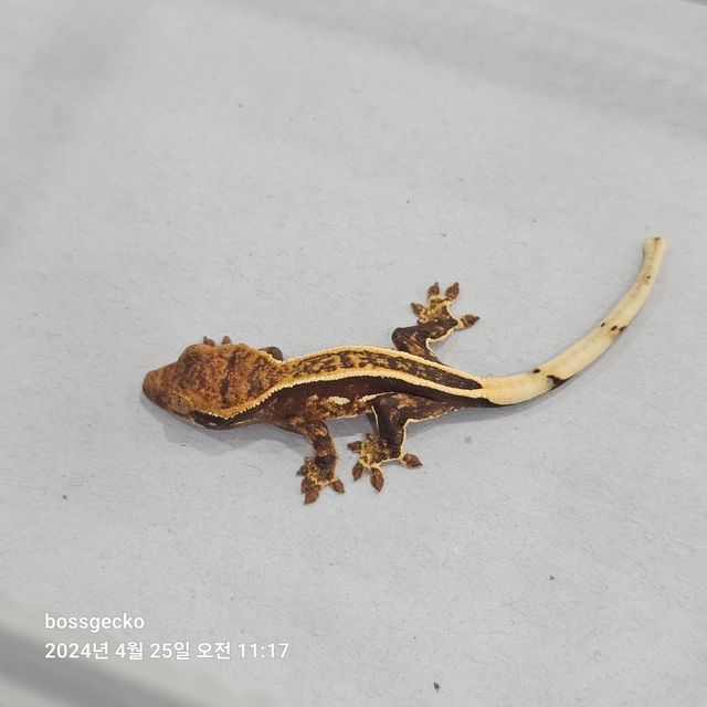 Empty Back Full Pinstripe Super Stripe Pinstripe Quad