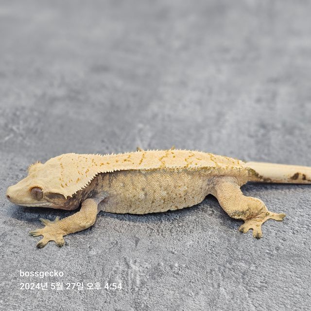 Normal White Spot Extreme Harlequin