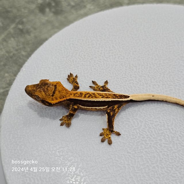 Quad Full Pinstripe Pinstripe