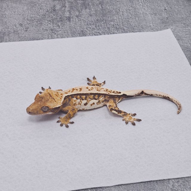 Normal Pinstripe Tri