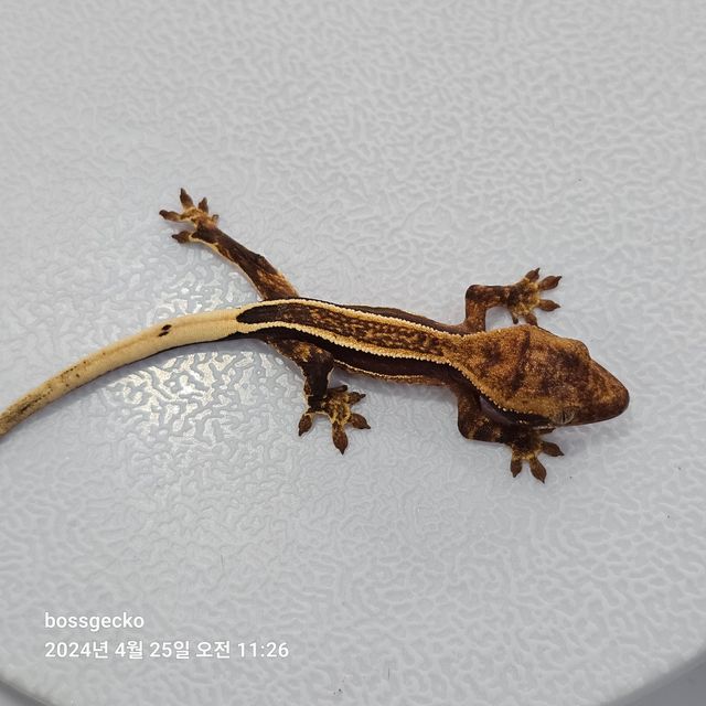 Full Pinstripe Empty Back Quad