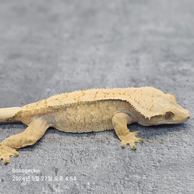 Normal White Spot Extreme Harlequin