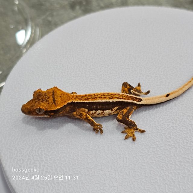 Quad Full Pinstripe Pinstripe