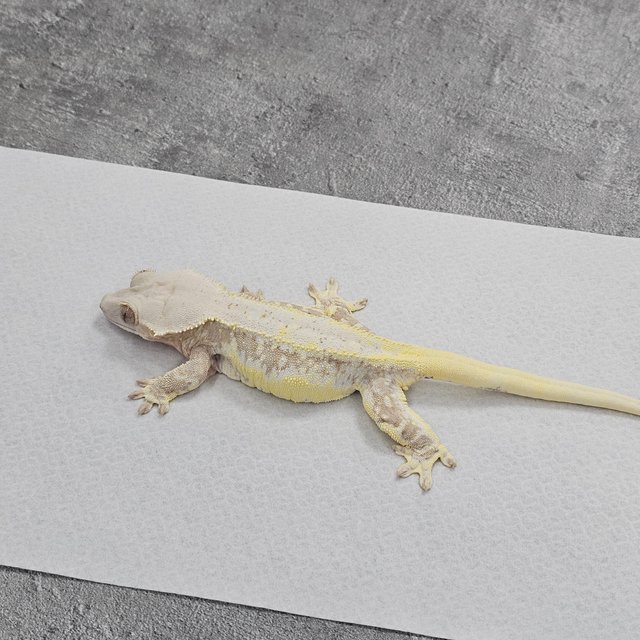 Yellow Lilly White Cream