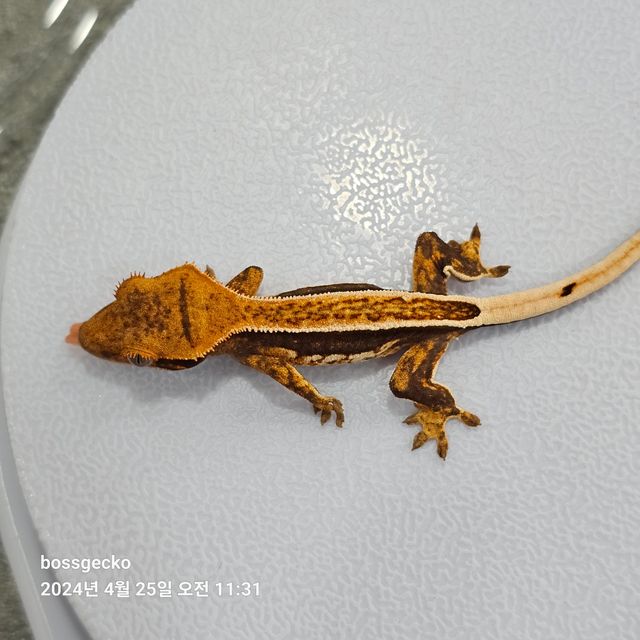 Quad Full Pinstripe Pinstripe