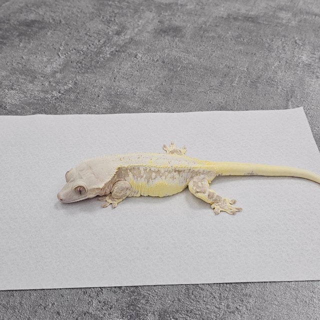 Yellow Lilly White Cream