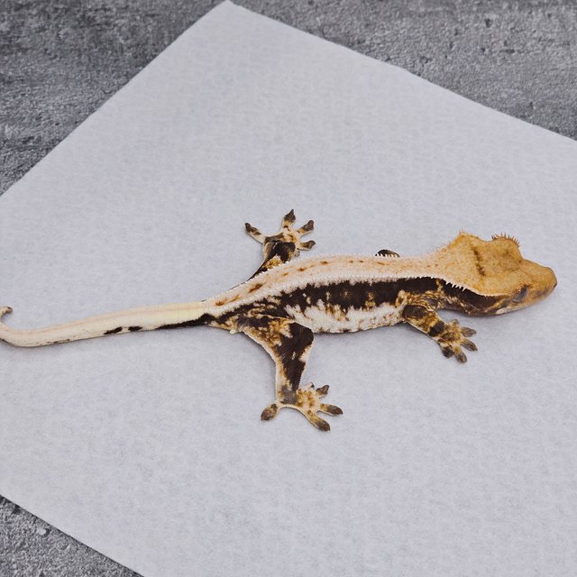 Lilly 100% Het Axanthic