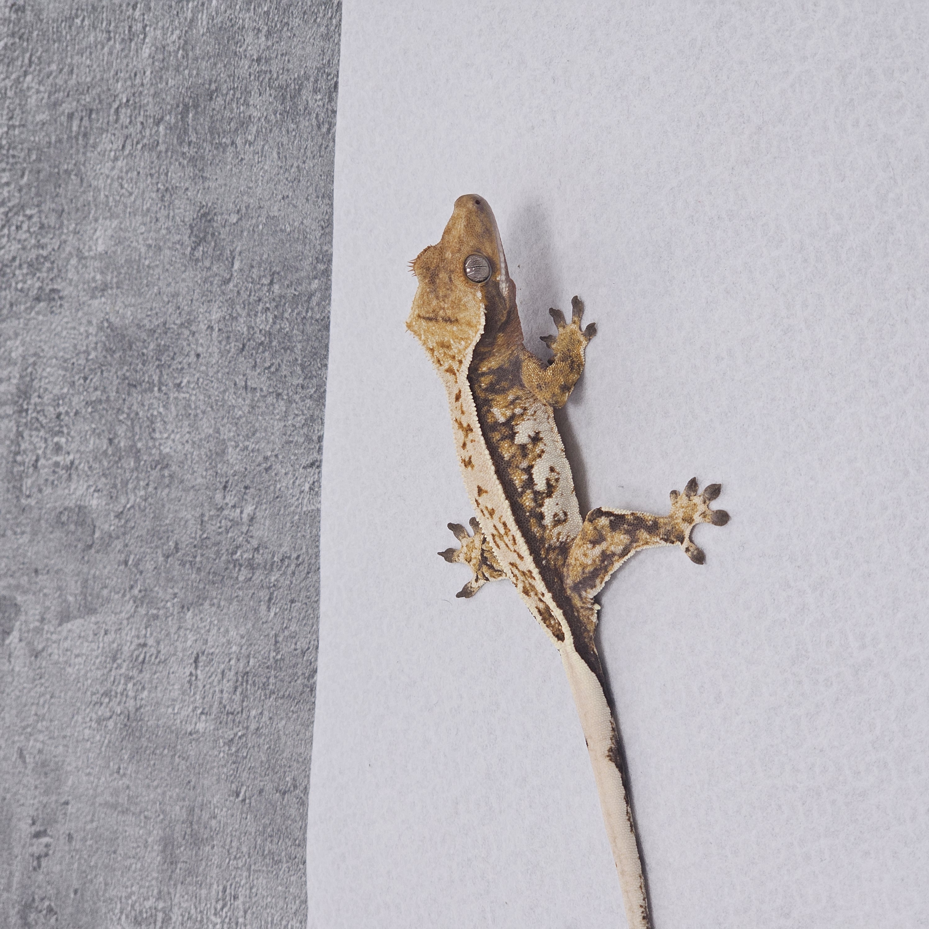 Normal Pinstripe Tri