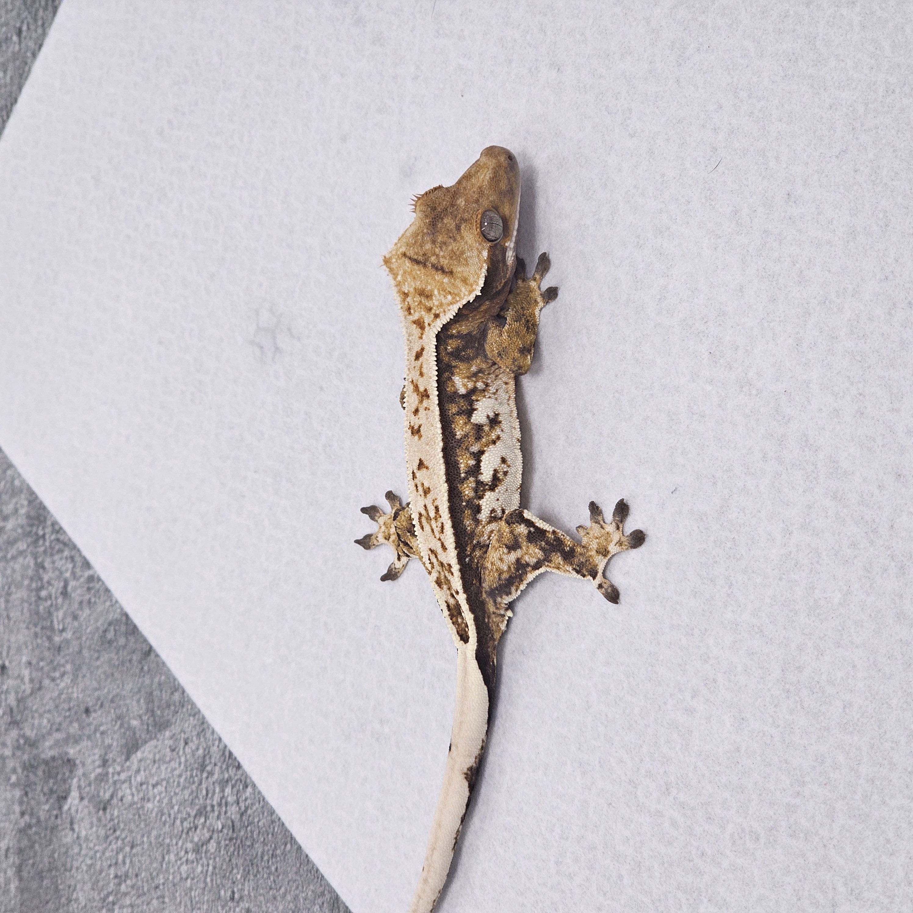 Normal Pinstripe Tri