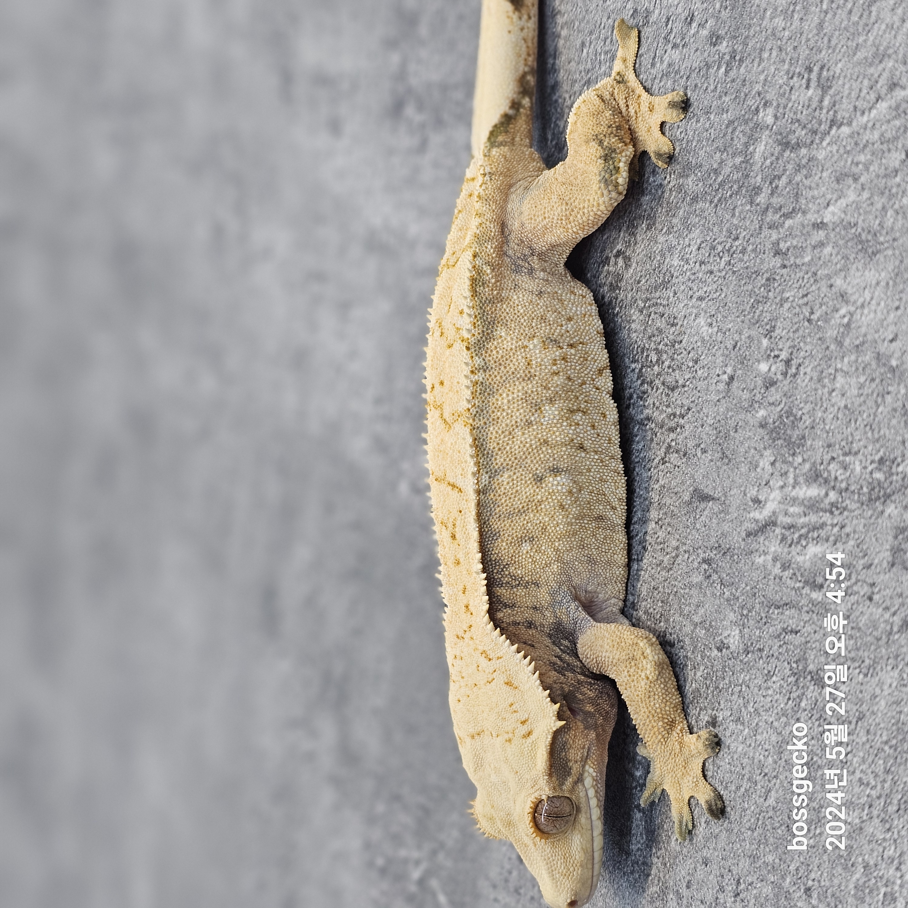 Normal White Spot Extreme Harlequin