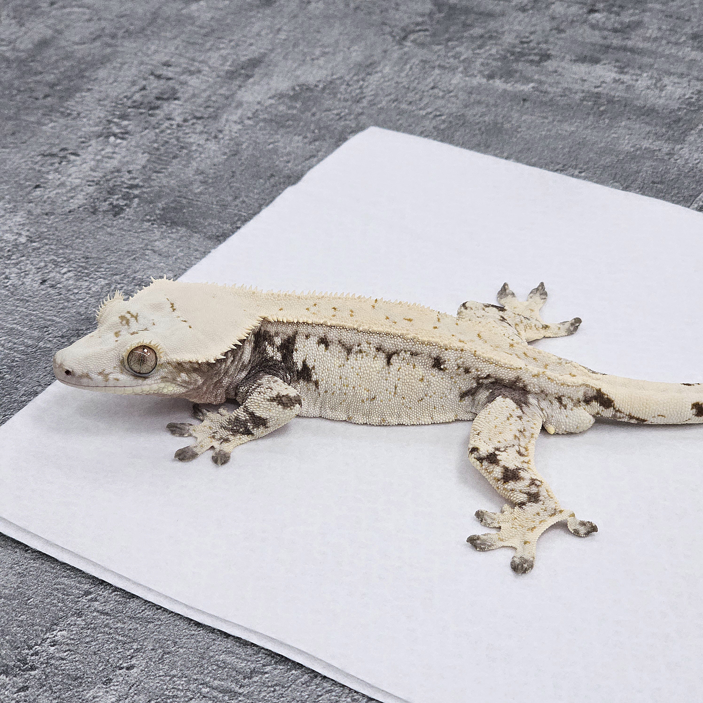 Normal Drippy White Spot