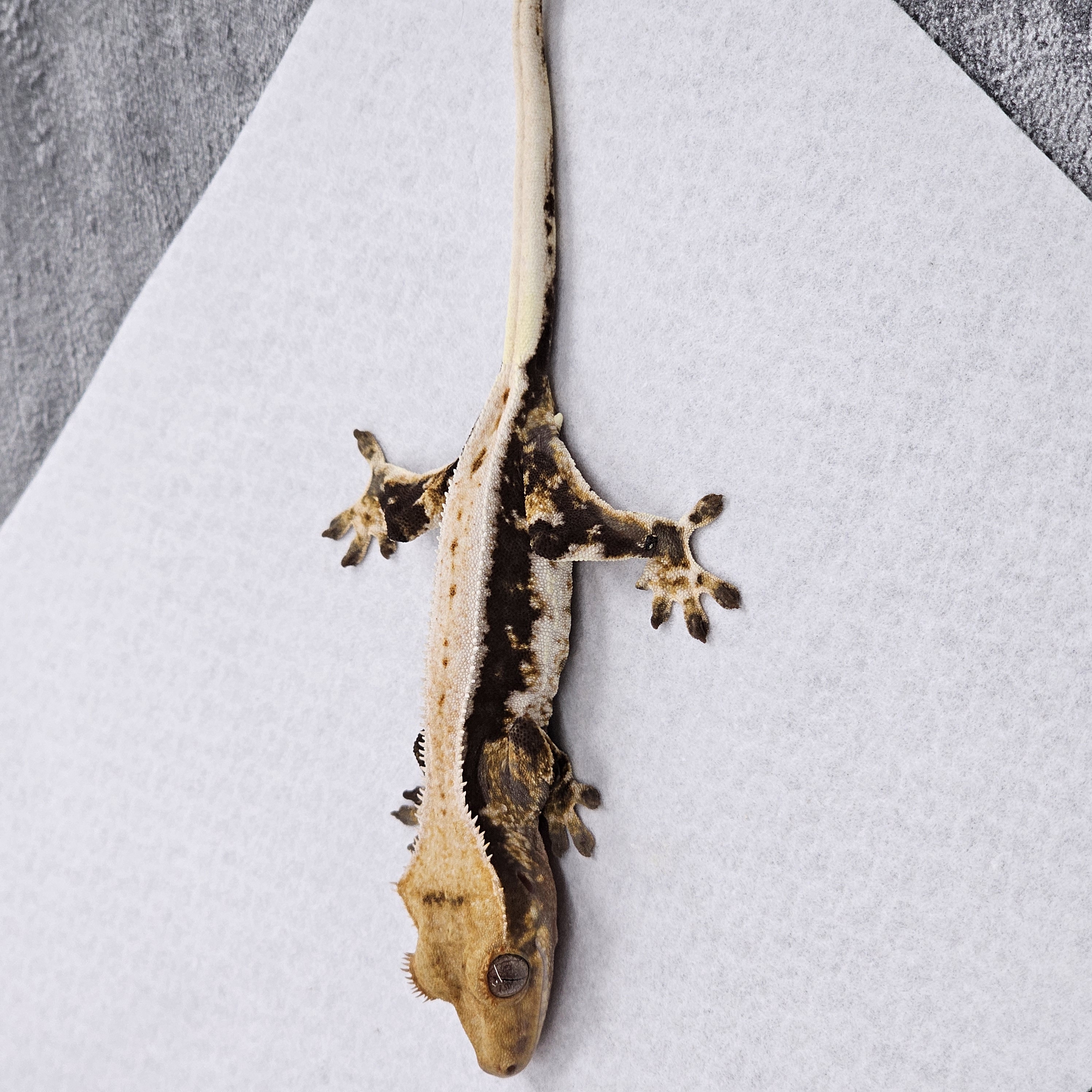 Lilly 100% Het Axanthic