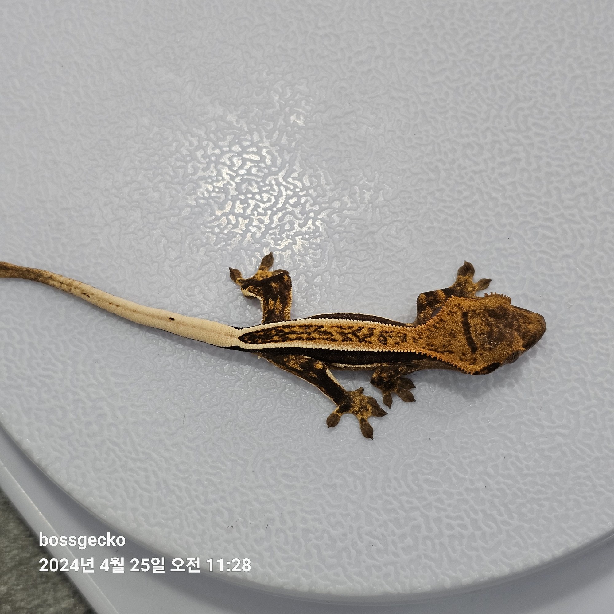 Quad Full Pinstripe Pinstripe