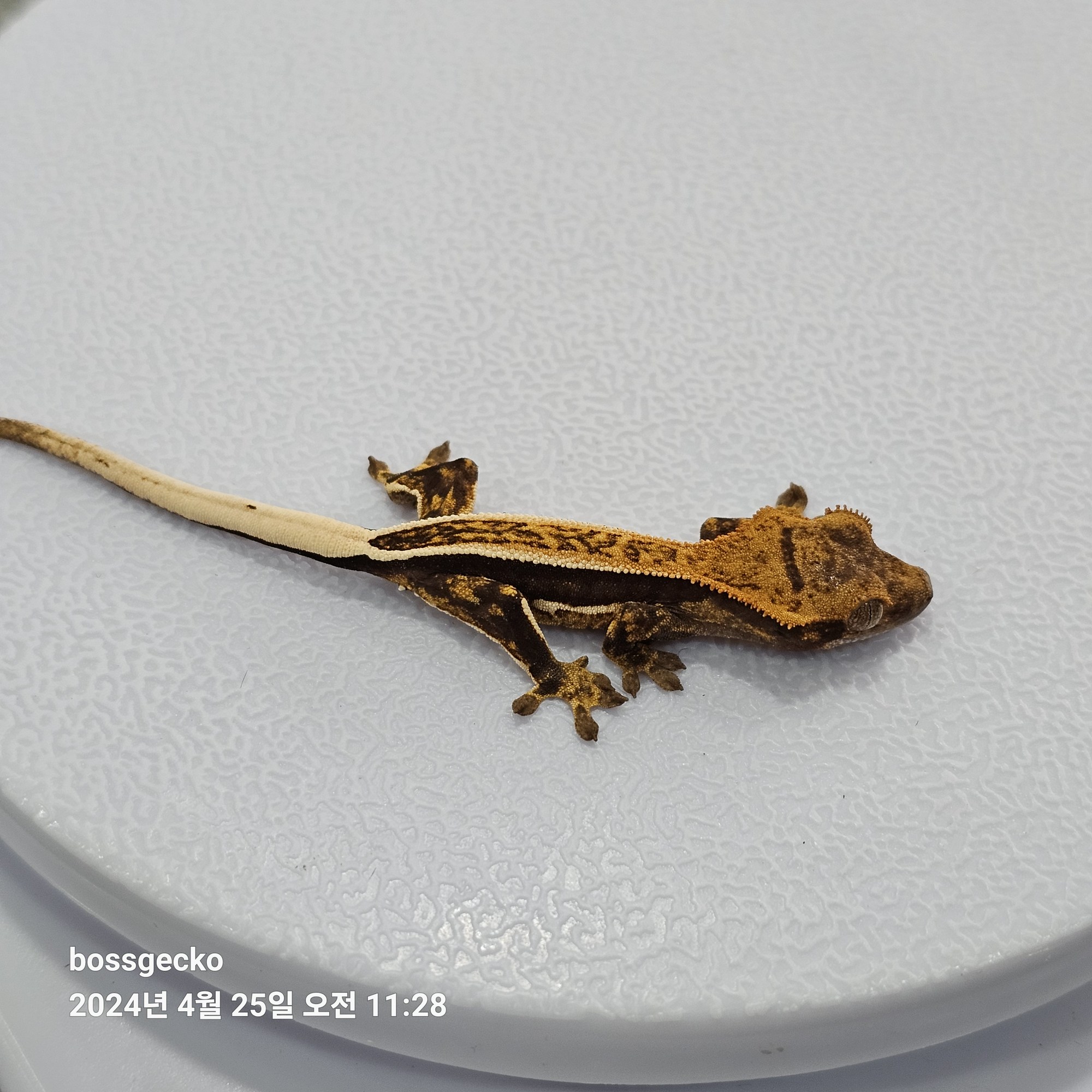 Quad Full Pinstripe Pinstripe