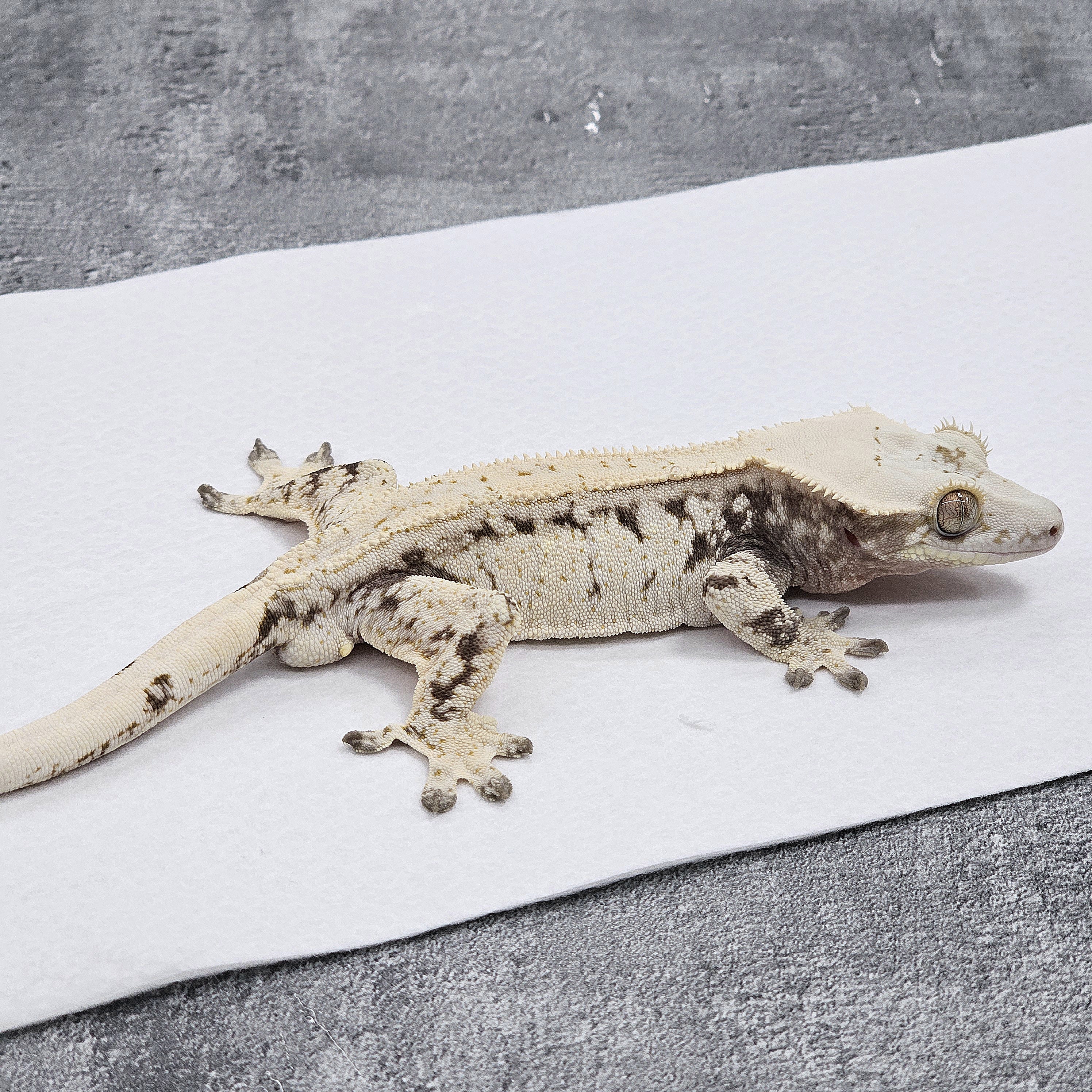 Normal Drippy White Spot