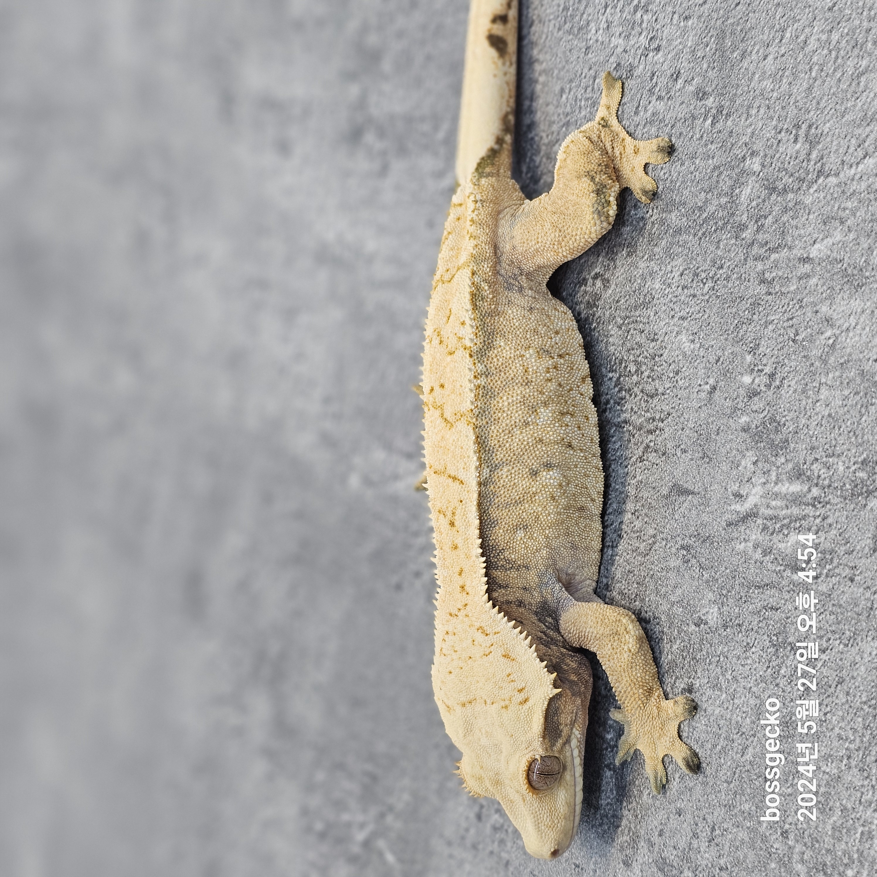 Normal White Spot Extreme Harlequin