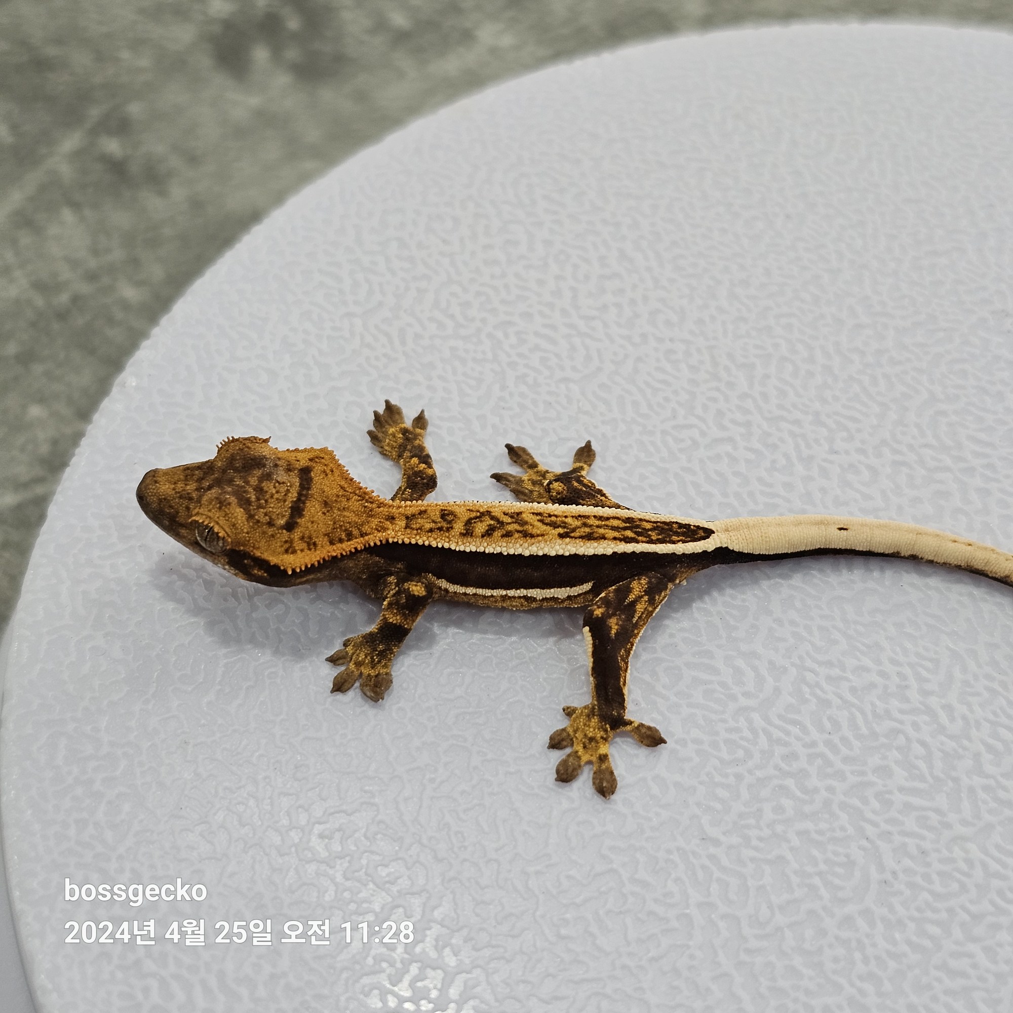 Quad Full Pinstripe Pinstripe