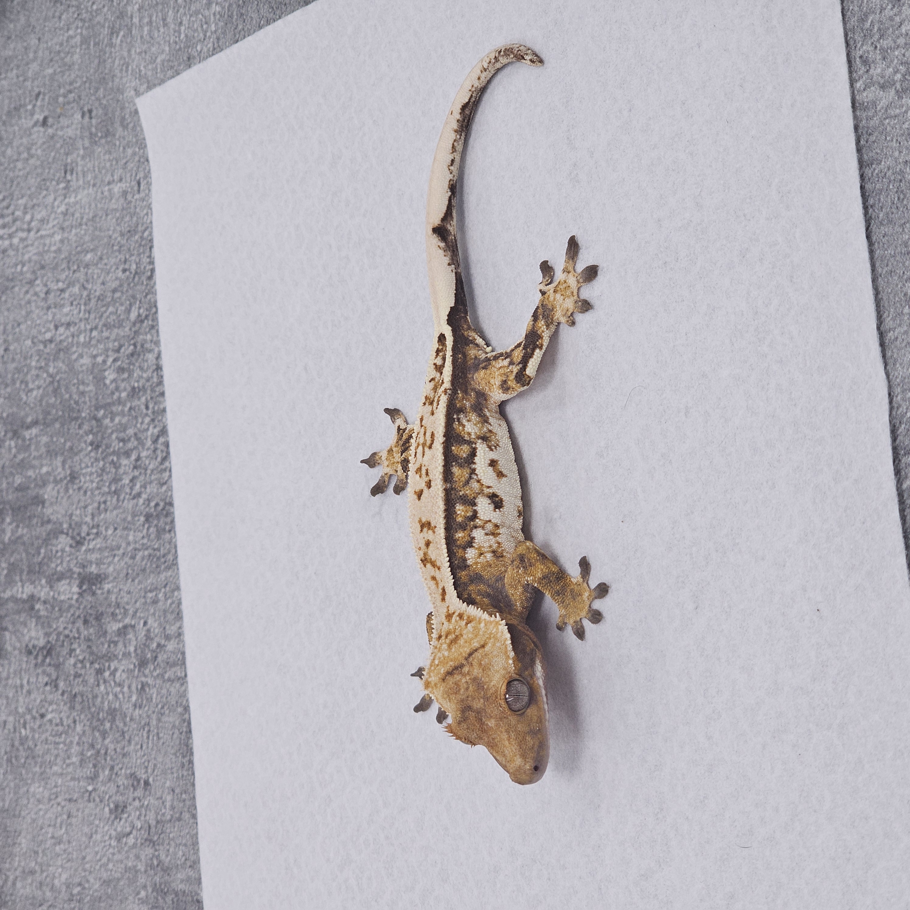 Normal Pinstripe Tri