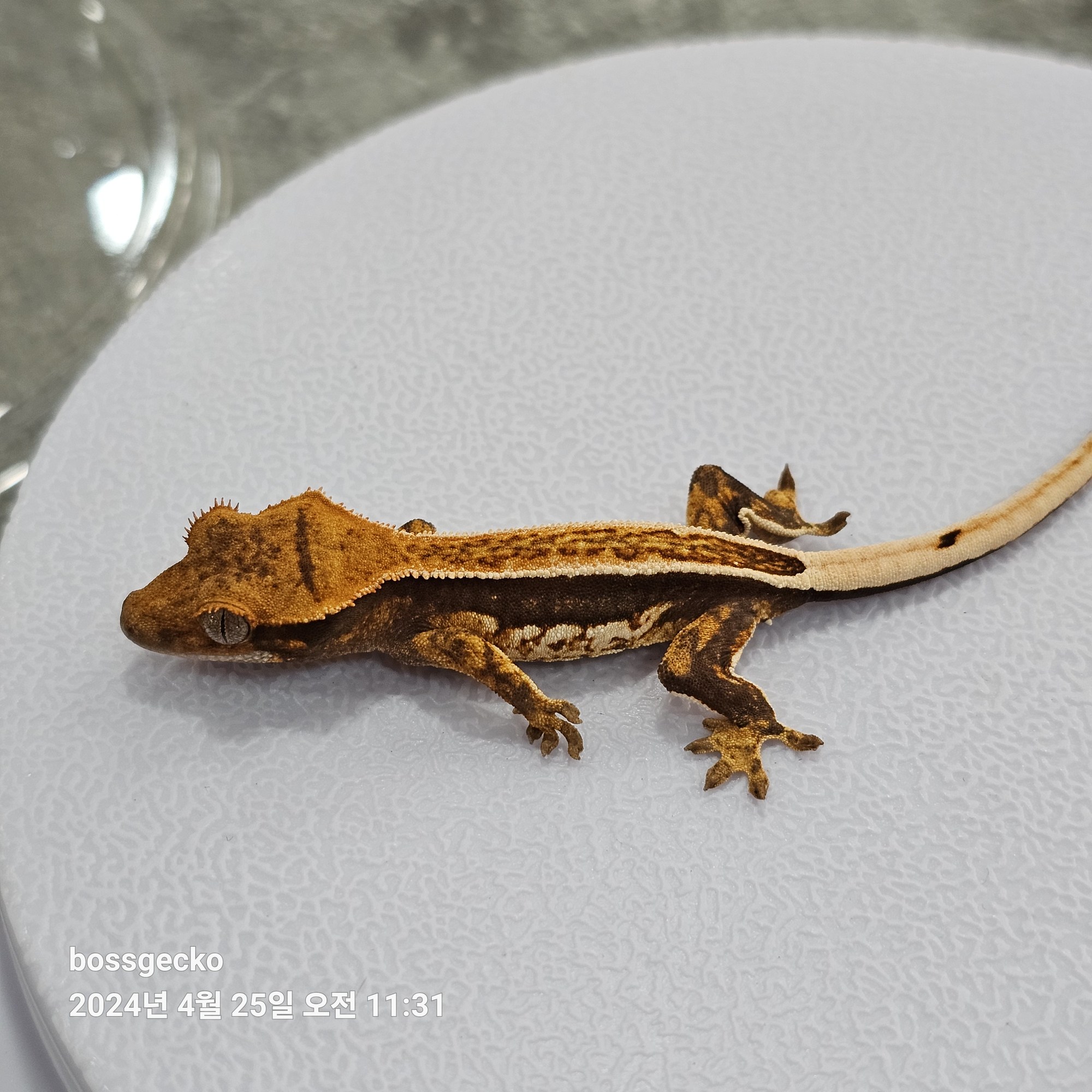 Quad Full Pinstripe Pinstripe