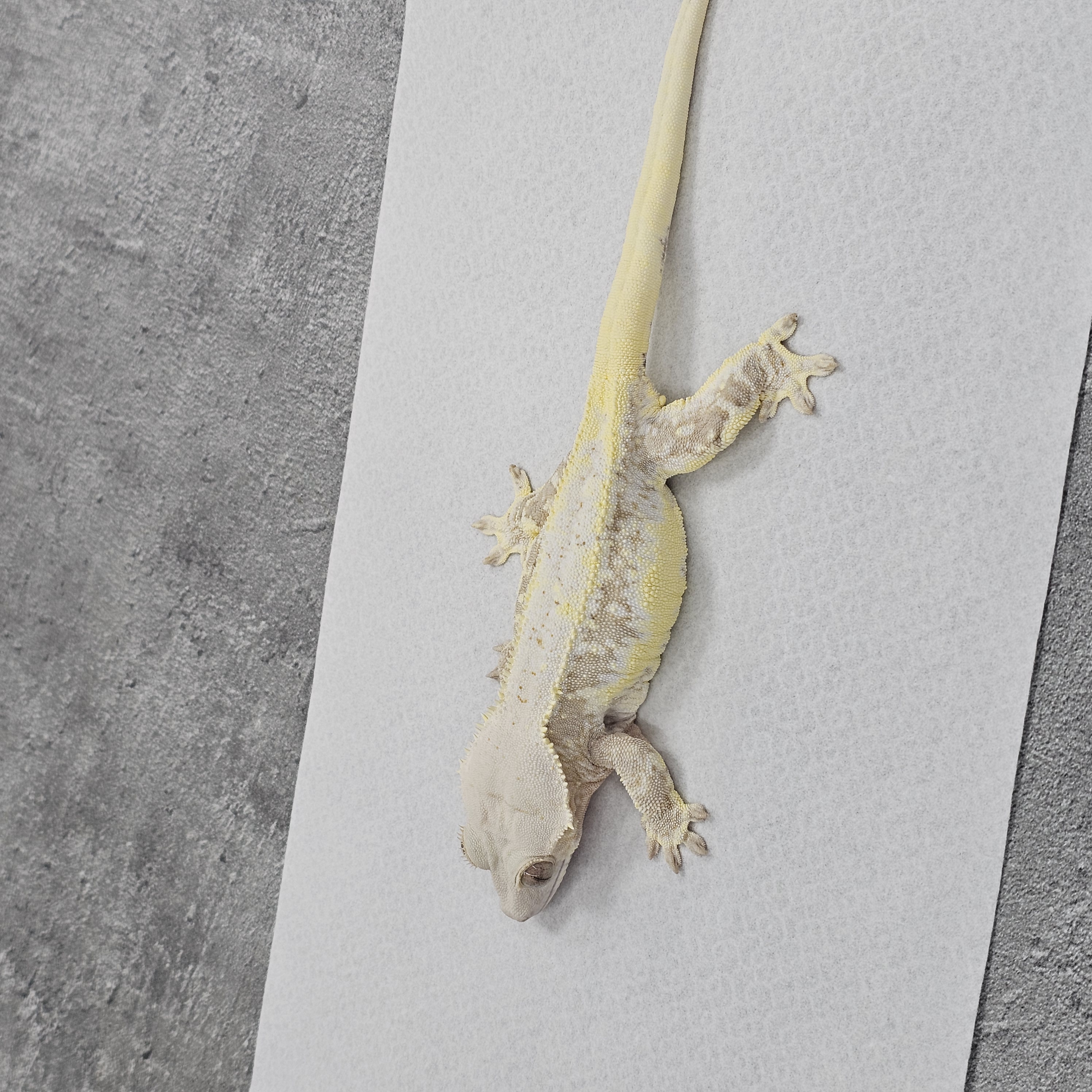 Yellow Lilly White Cream