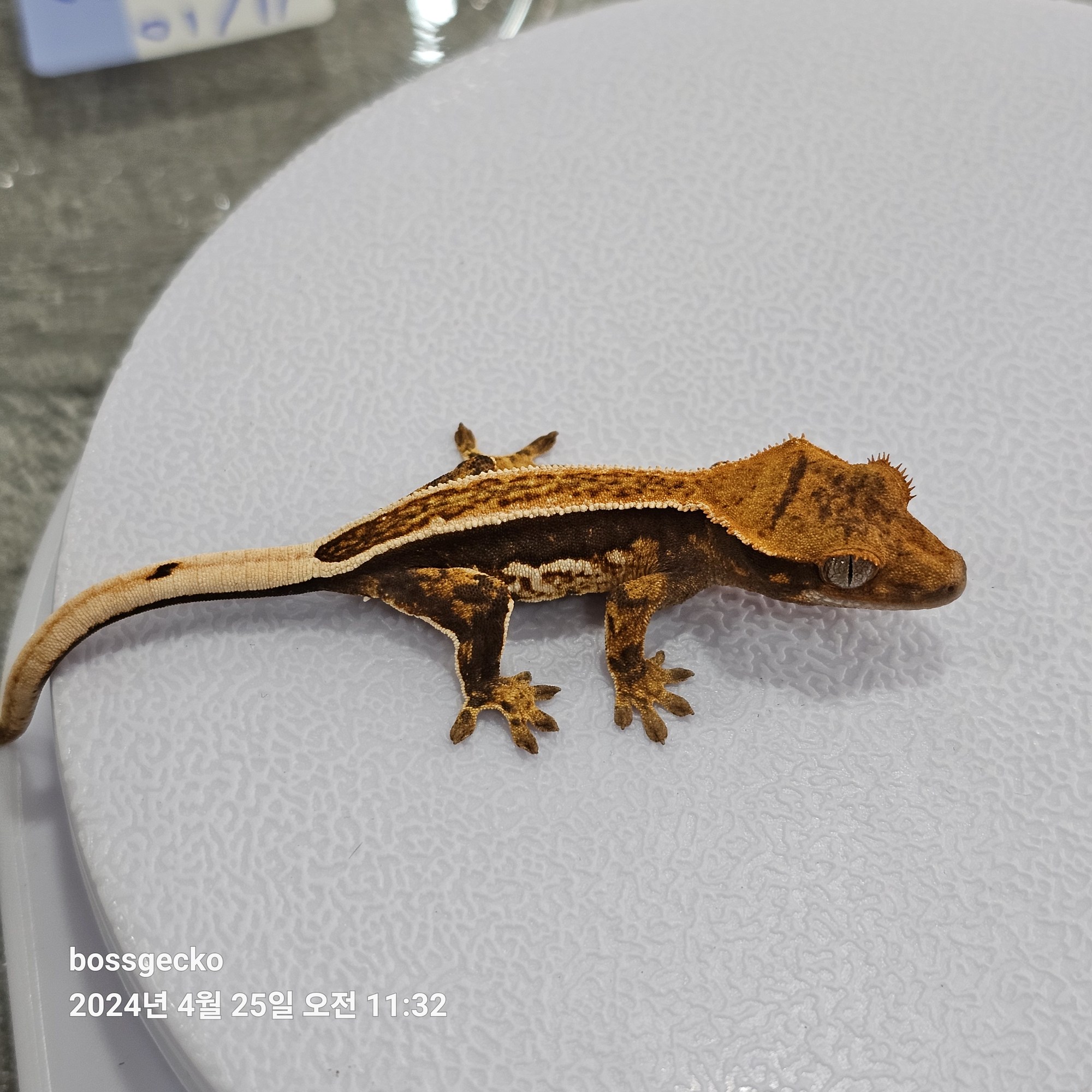 Quad Full Pinstripe Pinstripe