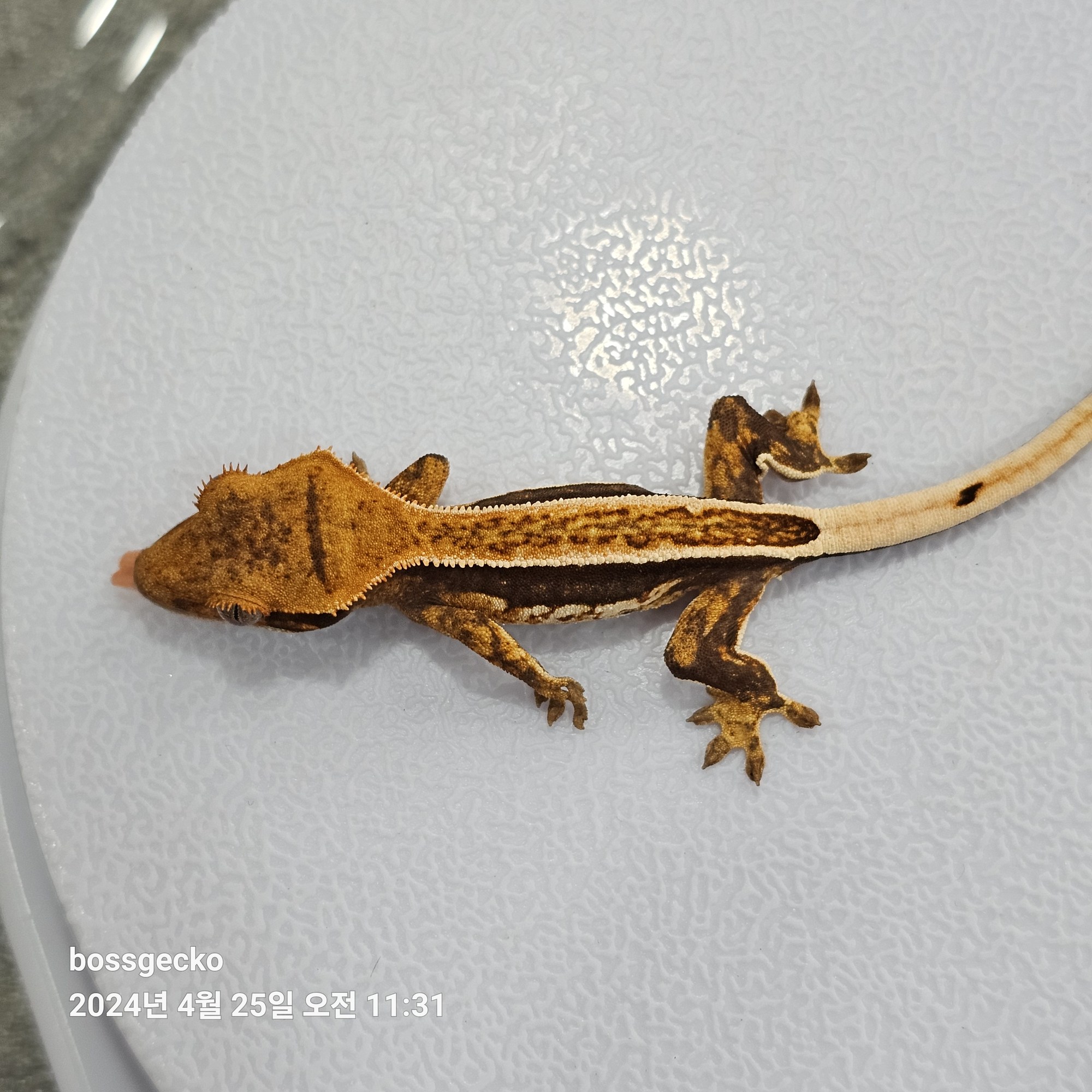 Quad Full Pinstripe Pinstripe