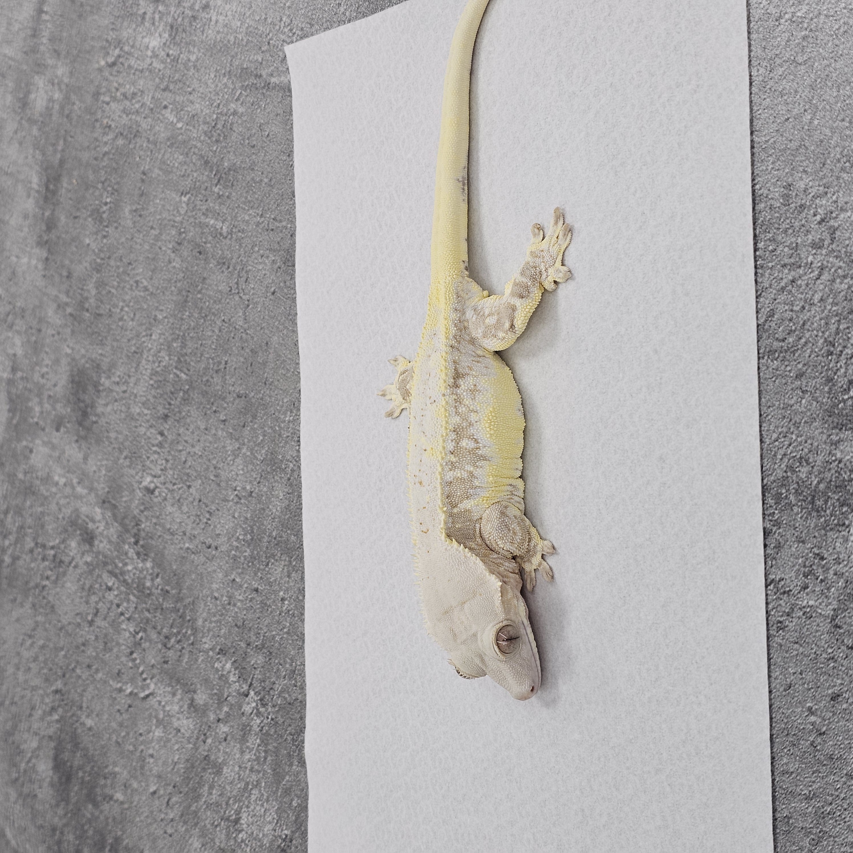 Yellow Lilly White Cream